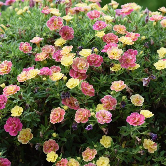 Meet your Posher, Kelly - Picture 1 of 1